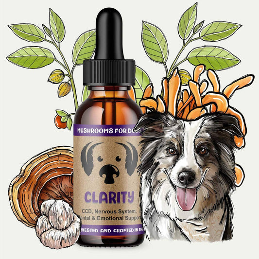 MycoDog Clarity Mushroom Tincture for Cognitive Function and Relaxation