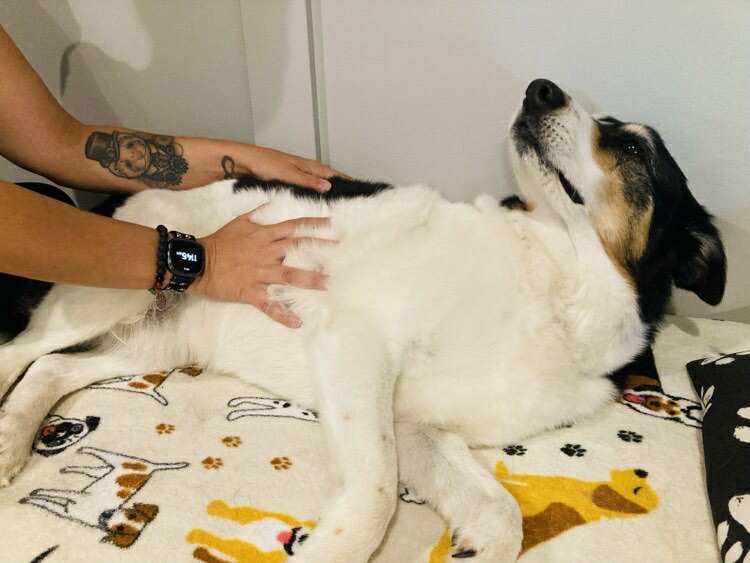Animal Massage